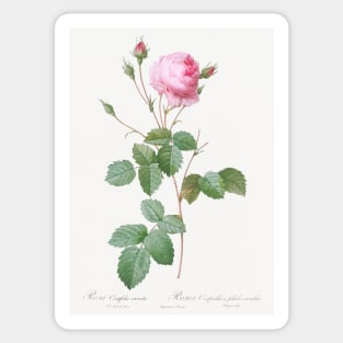 Crenate-Leaved Cabbage Rose, Rosa centifolia crenata from Les Roses (1817–1824) by Pierre-Joseph Redouté. Sticker